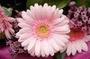 gerbera