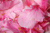 pink petals