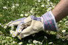 pick a flower