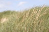 dunes and beach