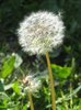dandelion clock blowball