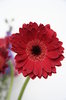 bright red gerbera