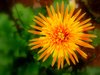 Yellow Flower 1
