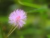 The sensitive flower