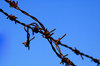 Barbwired blue