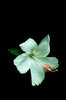 White Hibiscus