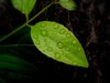 Raindrops on ...