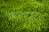 Green field