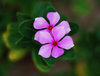 Vinca Rose