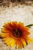 Orange Daisy