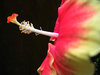 Hibiscus Portrait 1