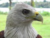 Eagle 1