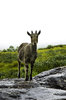 The wild goat 1