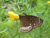 Butterfly 1