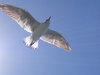 Sea gull 1