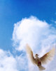 Pigeon flight