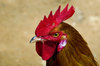 Rooster
