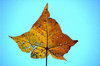 Autumn leaf