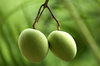 Green mangos 1