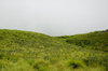 Can you tell a green field ?