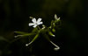 White flower