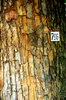 Bark
