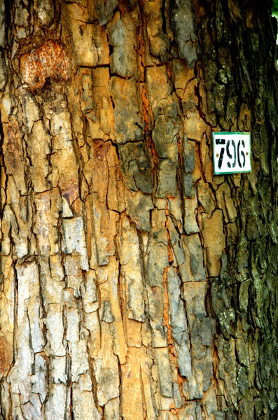 Bark: Tree texture