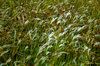 Grass