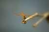 Dragon fly  1