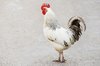 White rooster