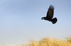 Flying crow