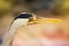 Blue heron