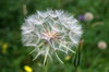 Goatsbeard