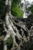 Roots