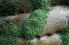 Liverwort