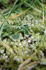 Hoar-frost serie # 2.