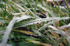 Hoar-frost serie # 4.