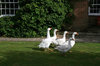 Geese