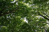 Copse