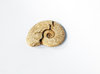 Fossil -shell-.