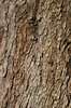 Horse chestnut bark