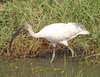 Black-headed Ibis