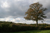 Rural hedge