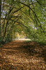 Autumn path