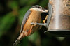 Nuthatch