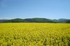 Rape field