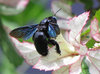 Carpenter Bee