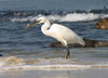 Egret Fishing