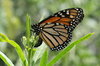 Monarch