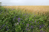 Summer hedgerow
